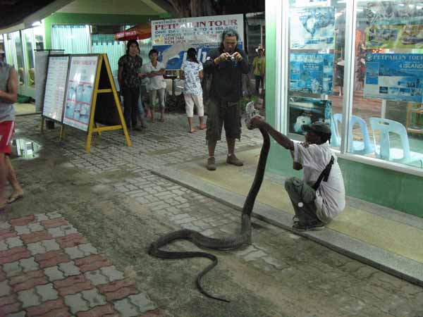 Newley caught snake ...