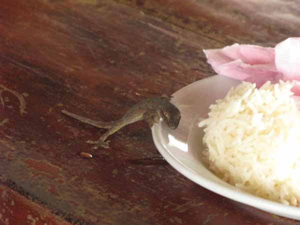 Lizard Rice