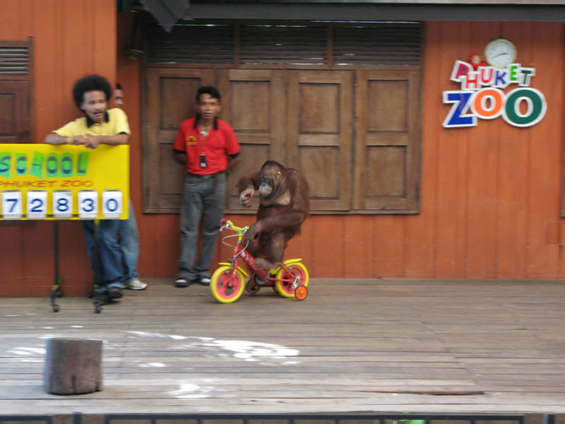 Hey orangutang at the Phuket zoo