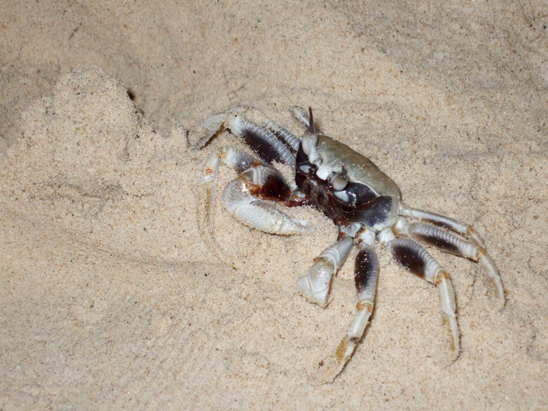 A crab